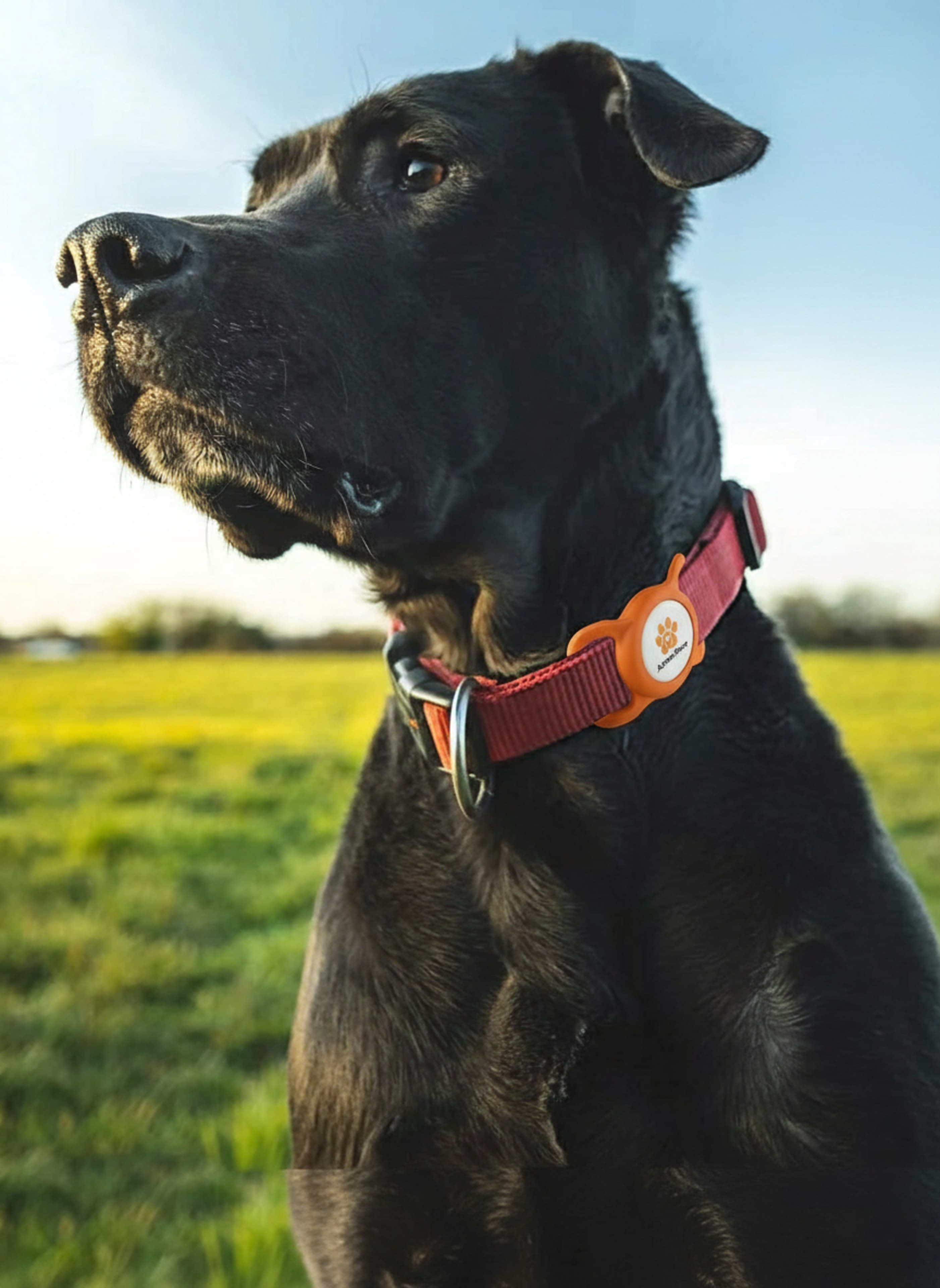 Protected Dog with AmberPaws